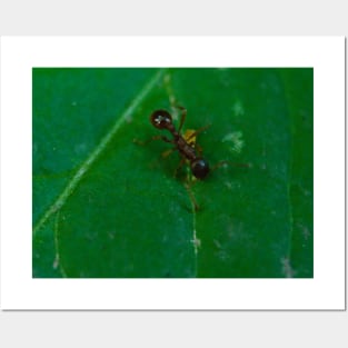 Ant On Green Leaf Posters and Art